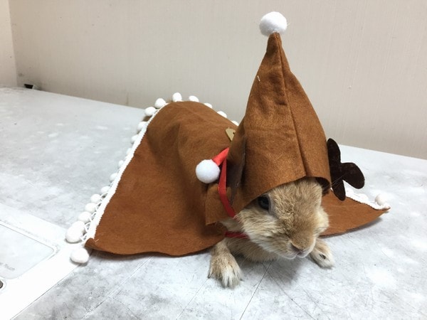 It's Santa Moca 2018!