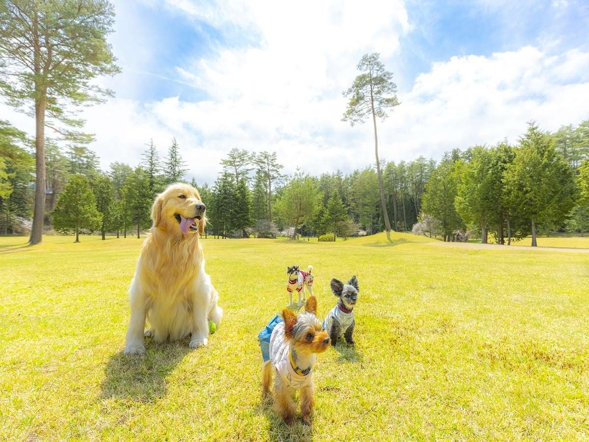 Quảng trường nhìn ra Núi Phú Sĩ *Hình ảnh