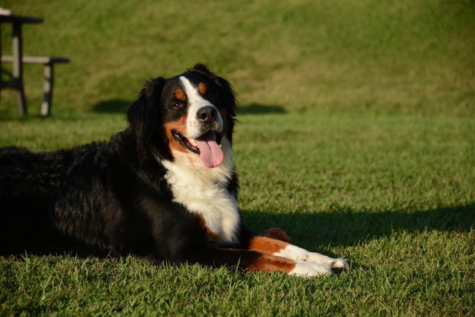 Large dogs are also welcome to stay.
