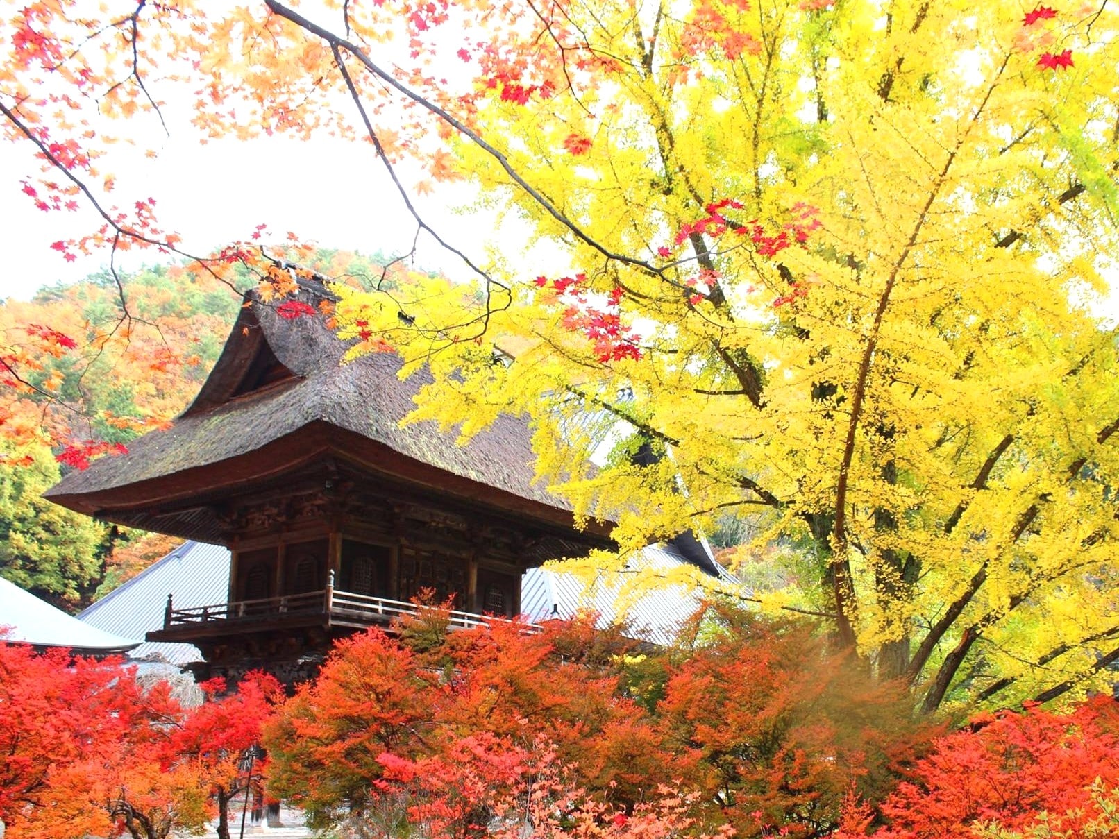 Reishoji Temple: Autumn leaves of Ohatsuki ginkgo trees. Approximately 25 minutes by car from the hotel.