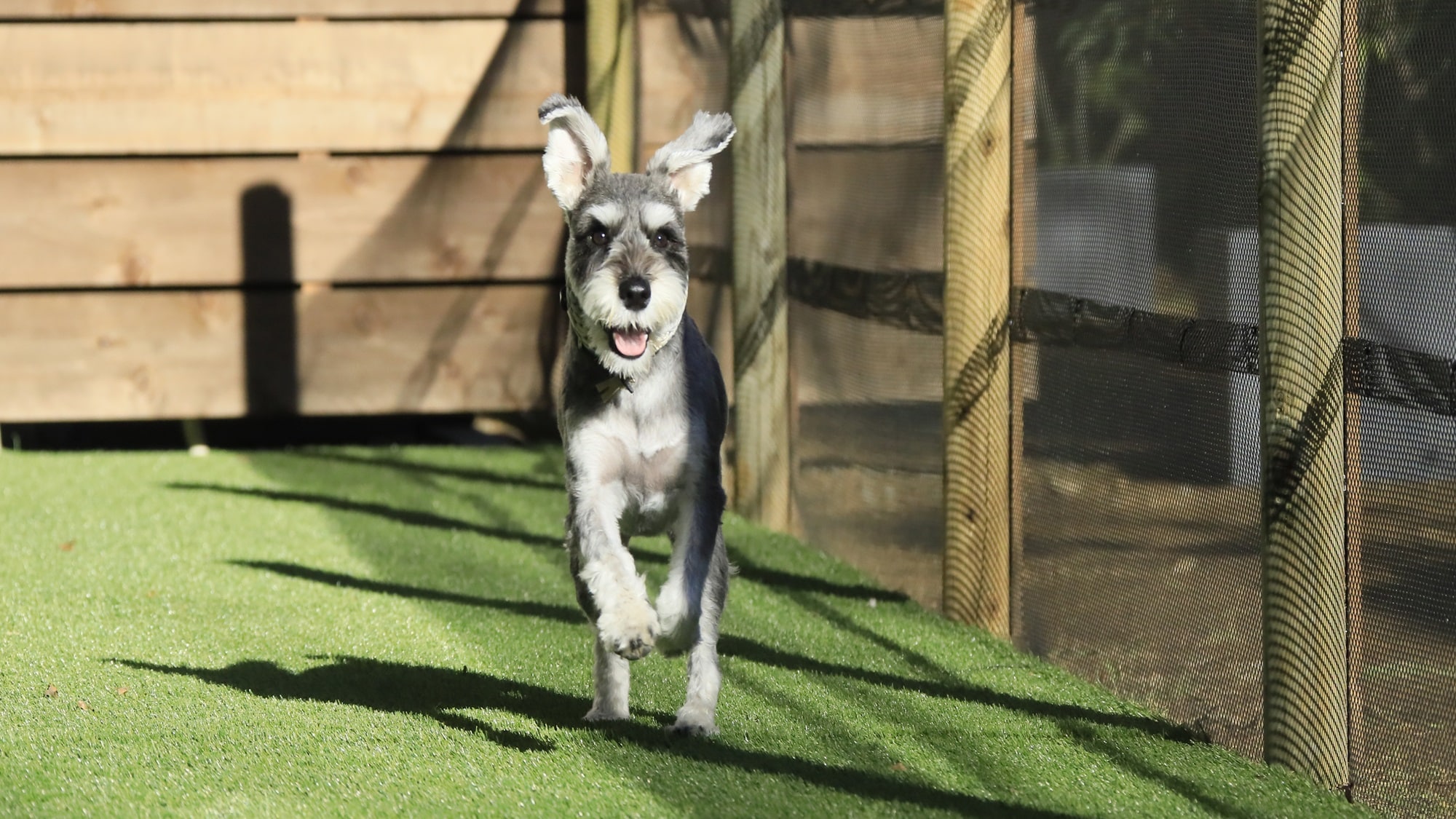[Outdoor dog run] Your dog can run around energetically on gentle artificial turf