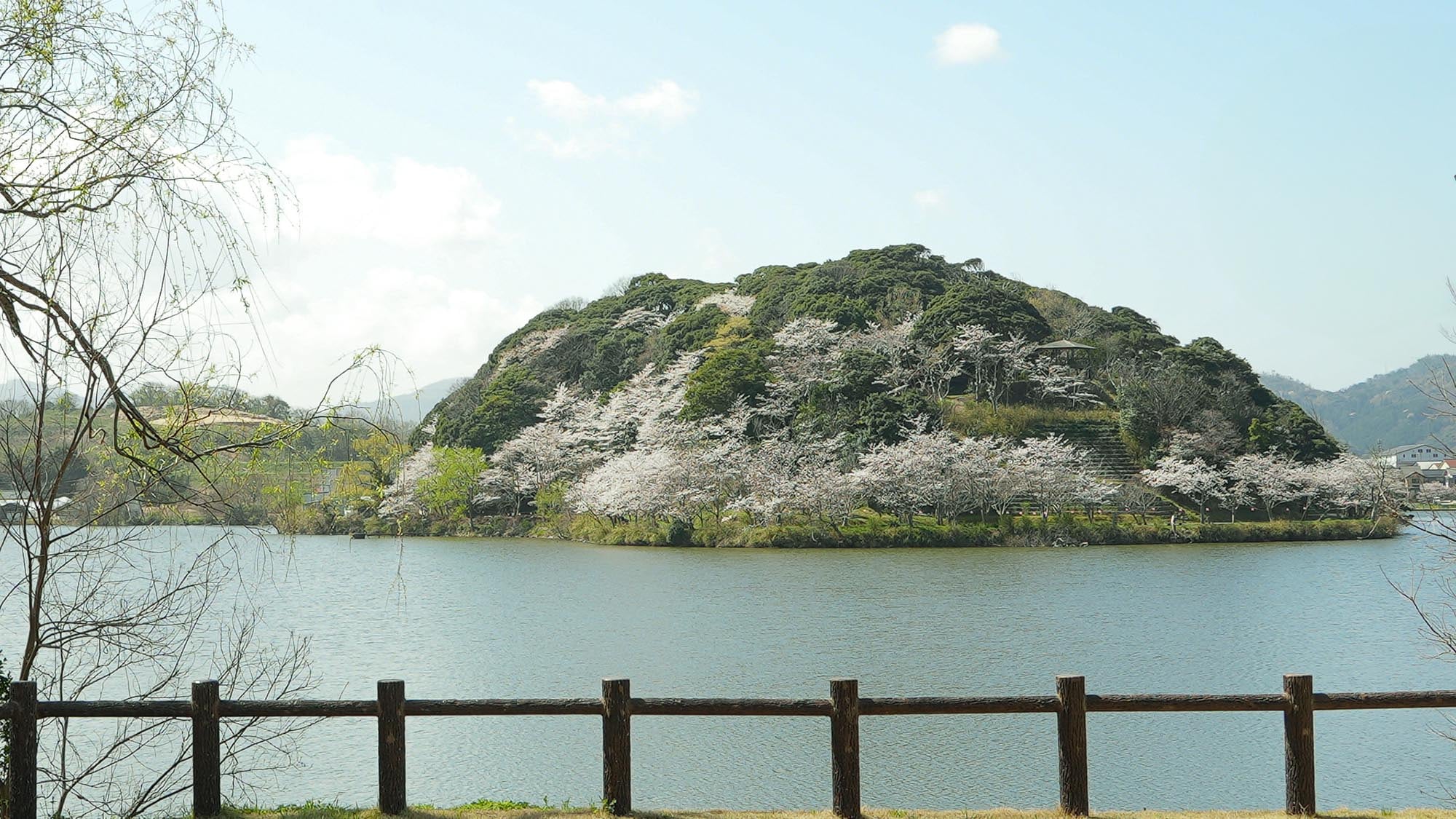 Approximately 300 cherry trees bloom in Hanare Lake Park on the opposite bank [around early April].