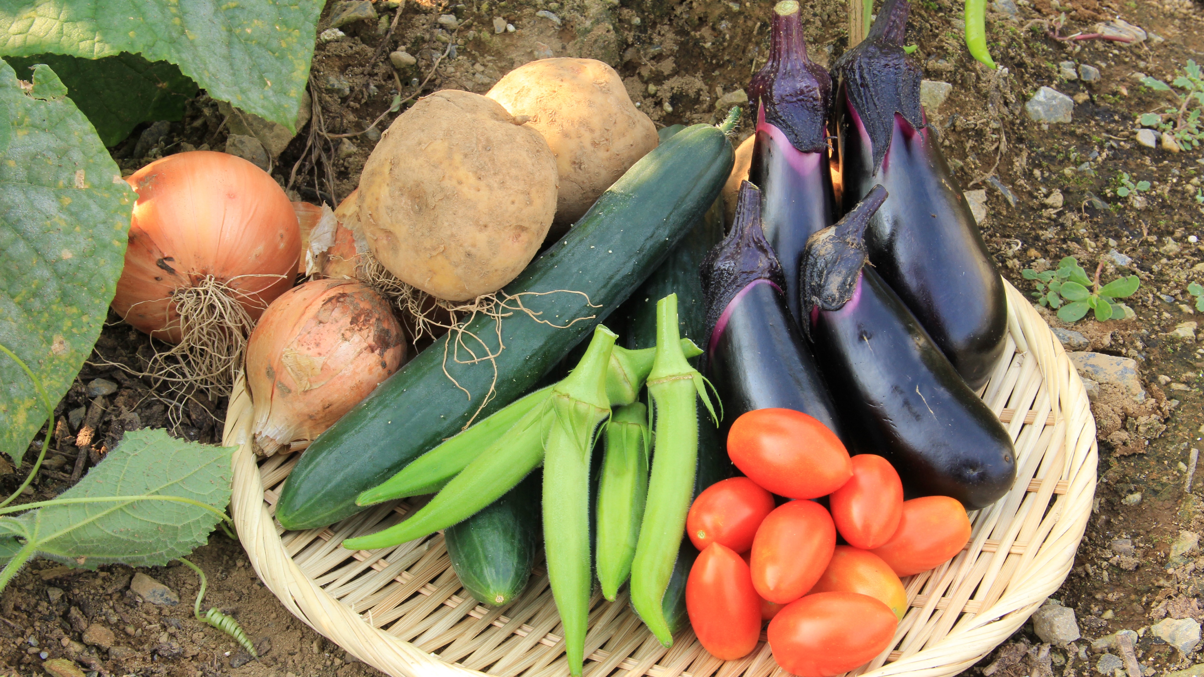 Home-grown vegetables