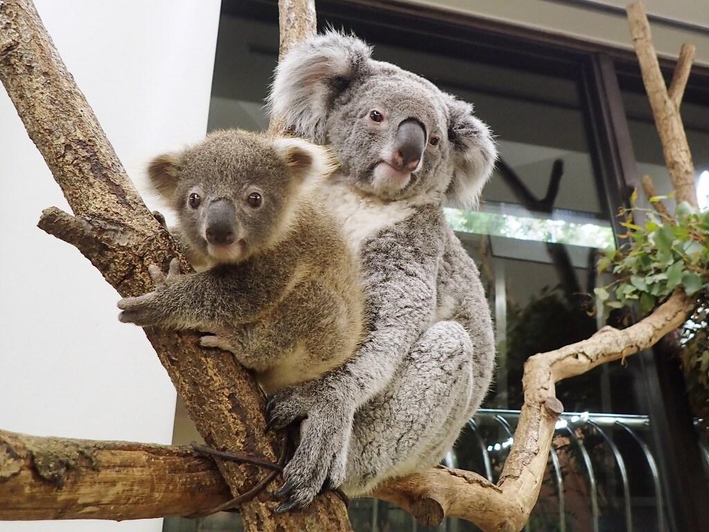 Children's Zoo