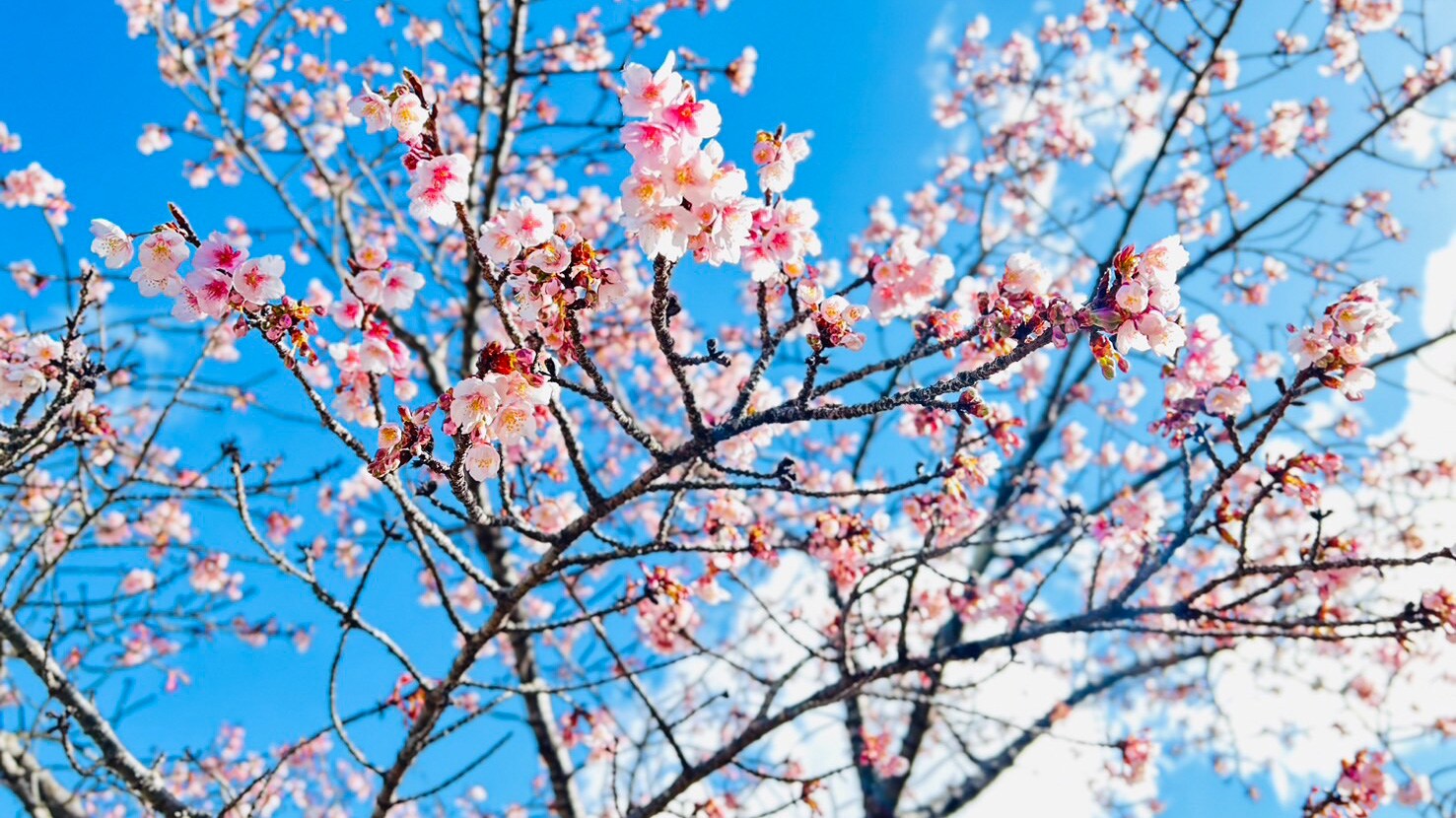 Winter cherry blossoms *Image
