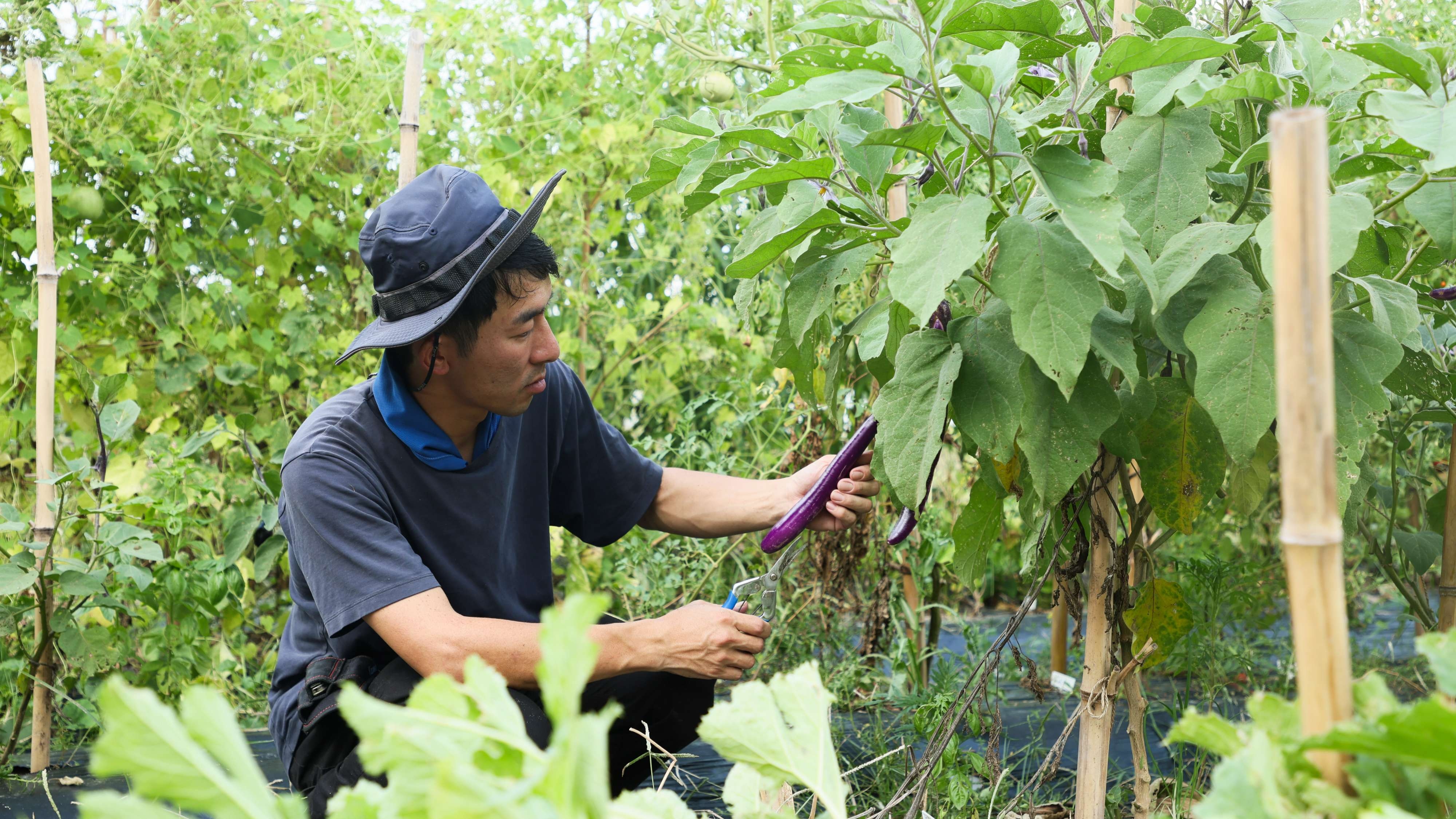 Summer/Winter: Harvesting experience