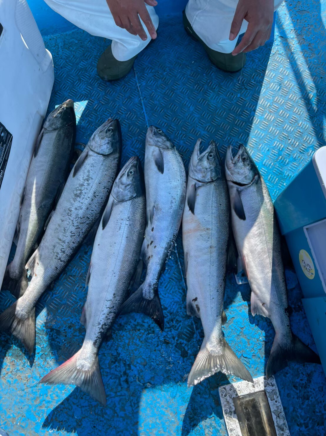 Salmon galore