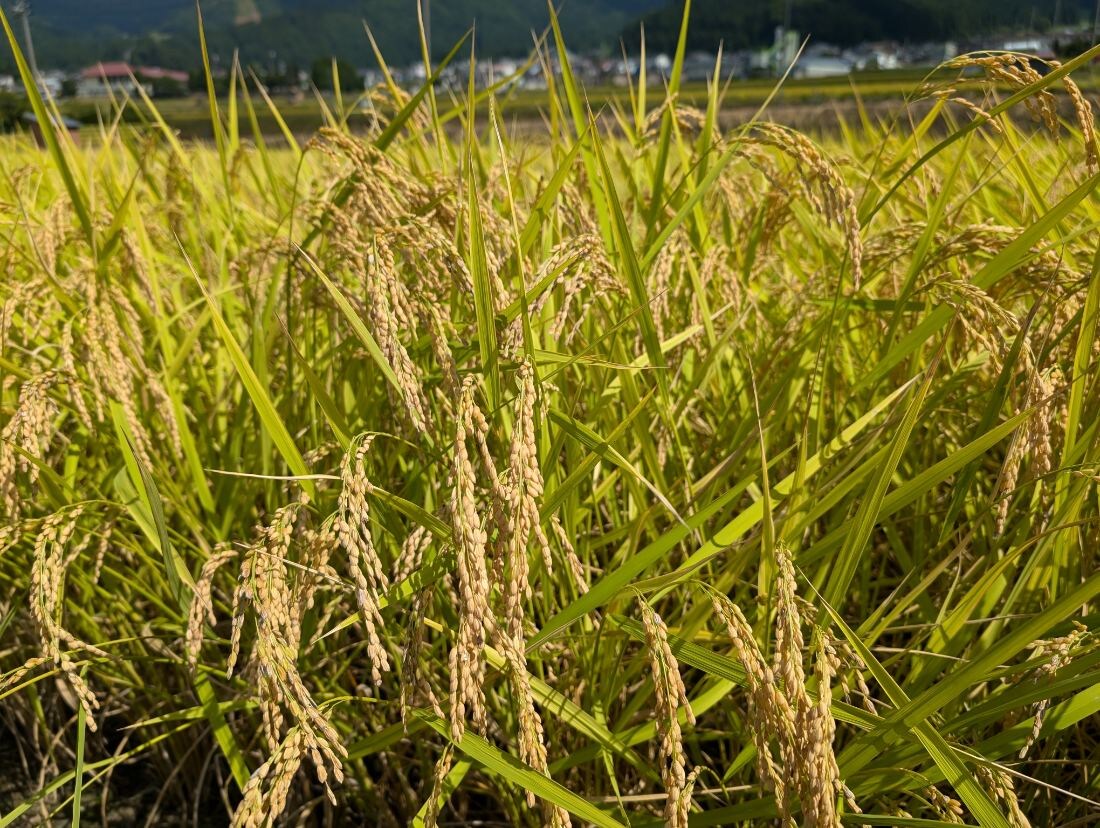 Rice in my field