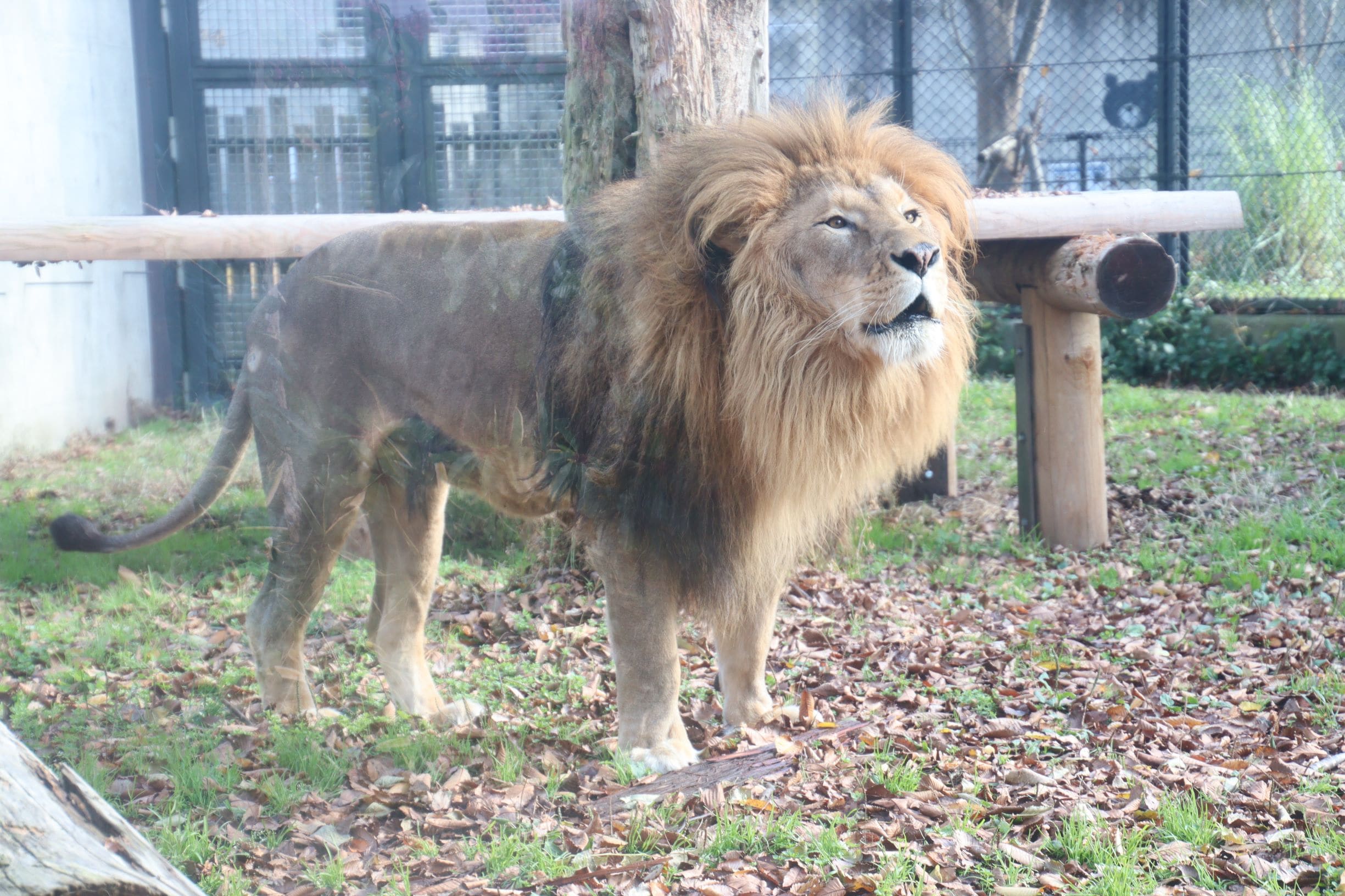 秋田市大森山動物園あきぎんオモリンの森/ライオン(画像提供：秋田市)