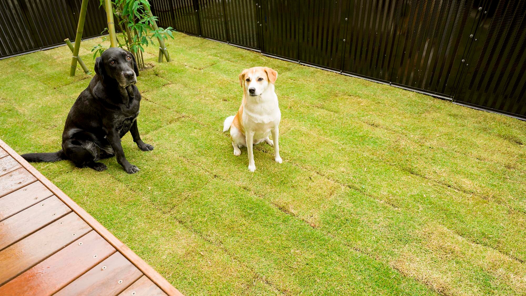 [Going out with your dog/Building D] Feel safe bringing your dog along! A grassy dog run