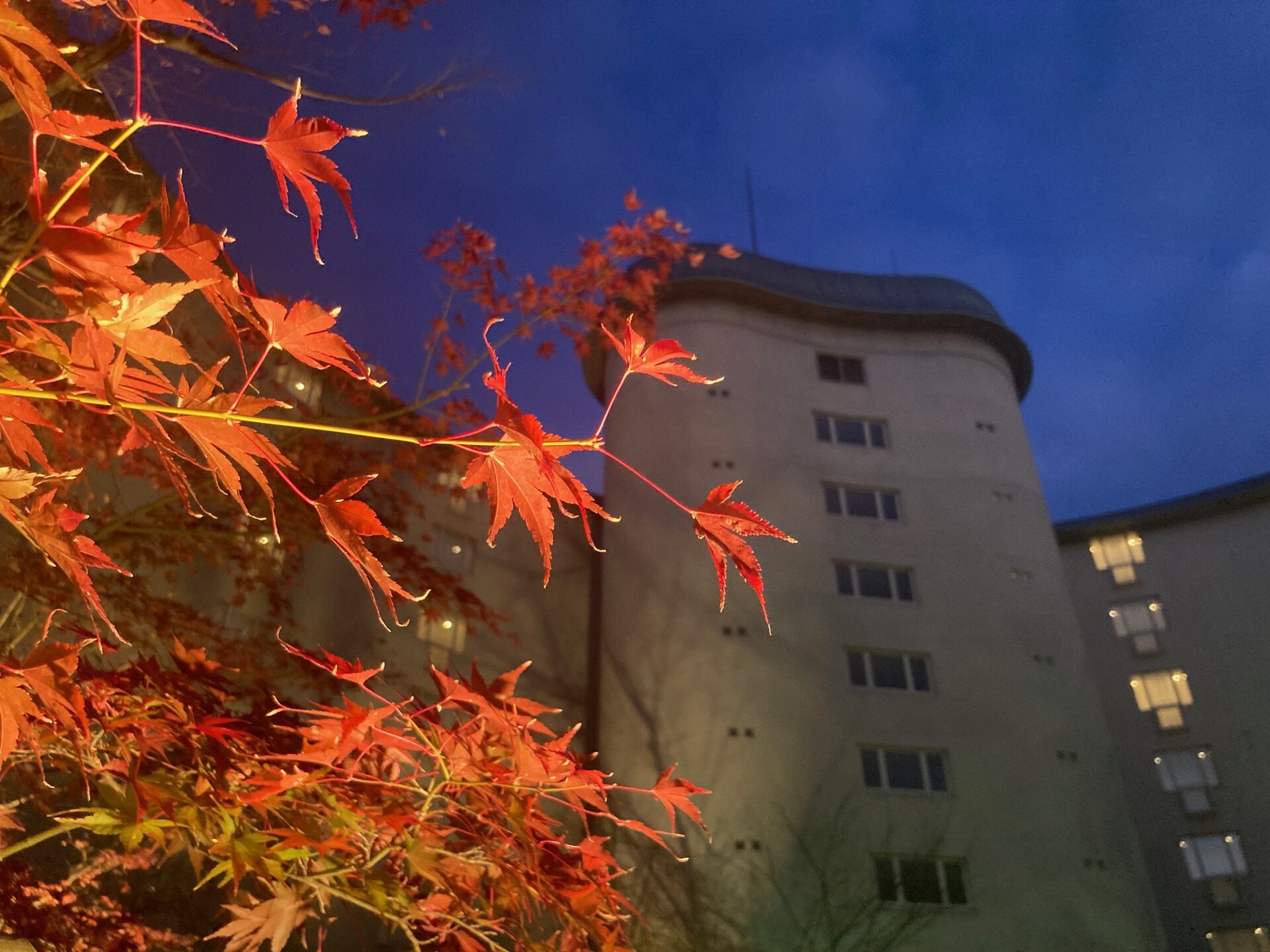 ฤดูใบไม้ร่วง 2023 (ใบไม้ร่วงในลานโรงแรม)