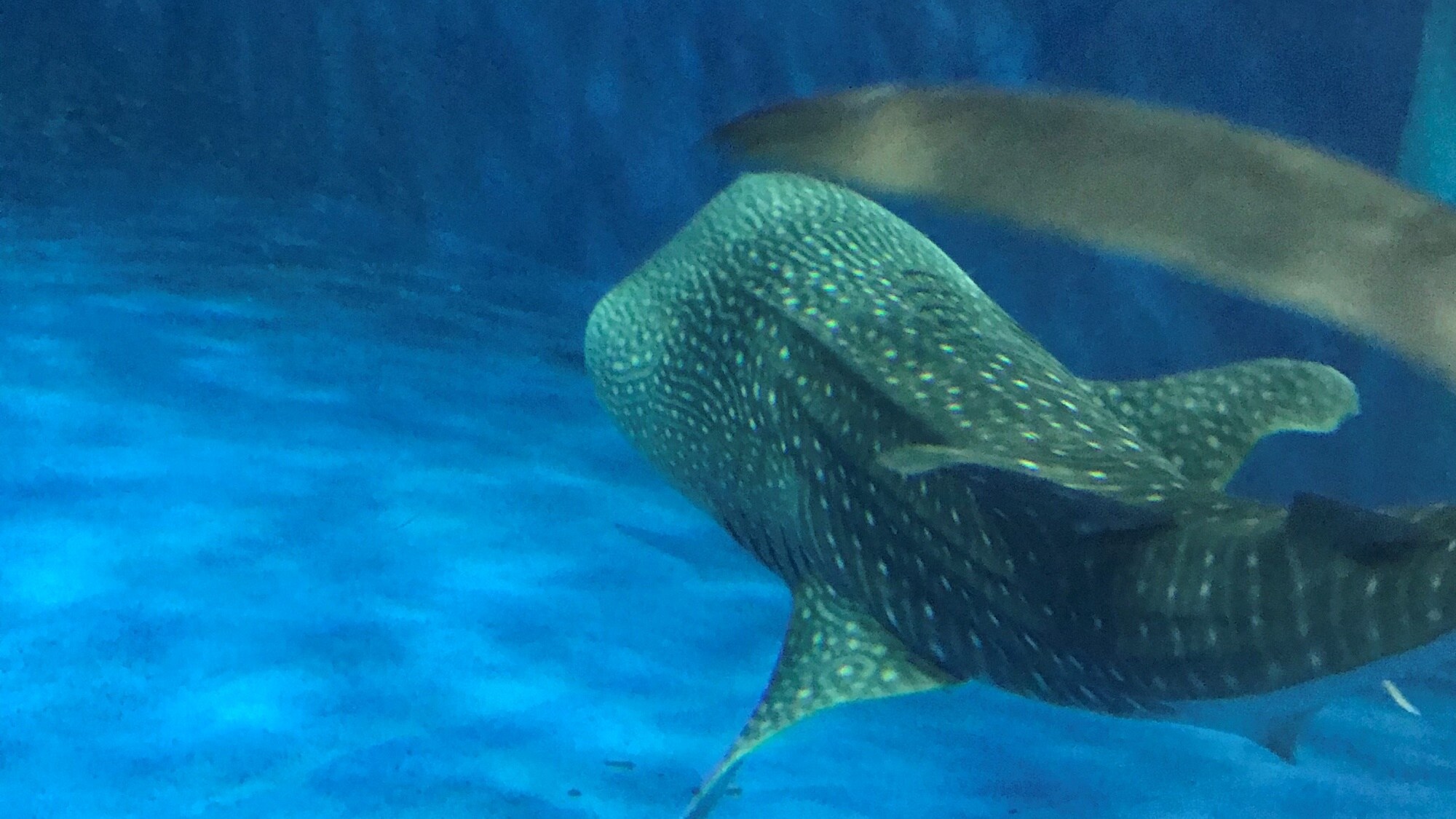 GR: Whale shark at Kagoshima Aquarium
