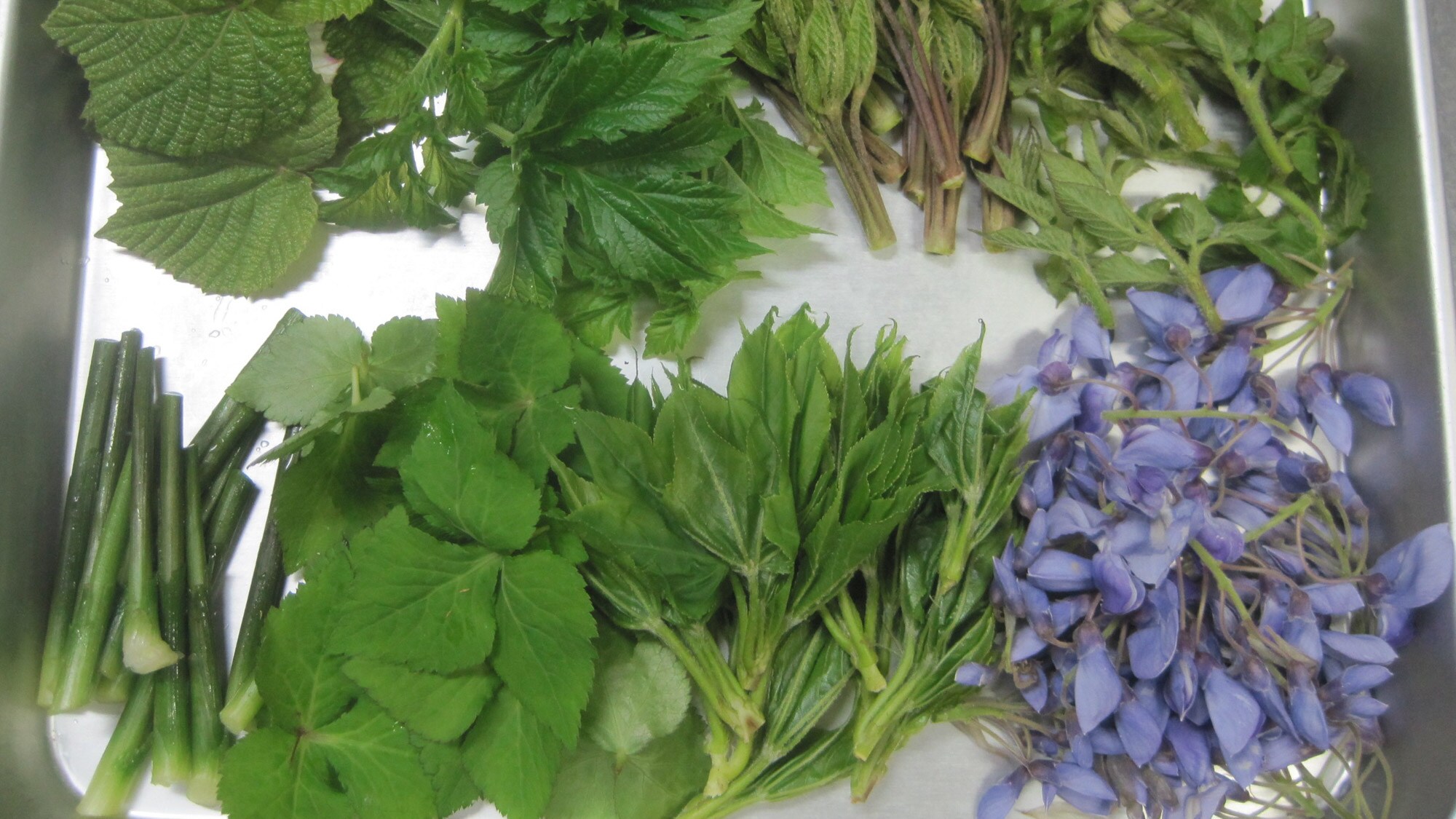 * [三斋料理]野山采摘的可食用野生植物