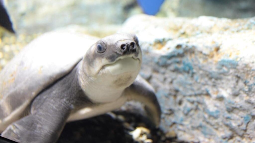 ◆Northern Land Aquarium/Onnetyu (about 40 minutes by car)