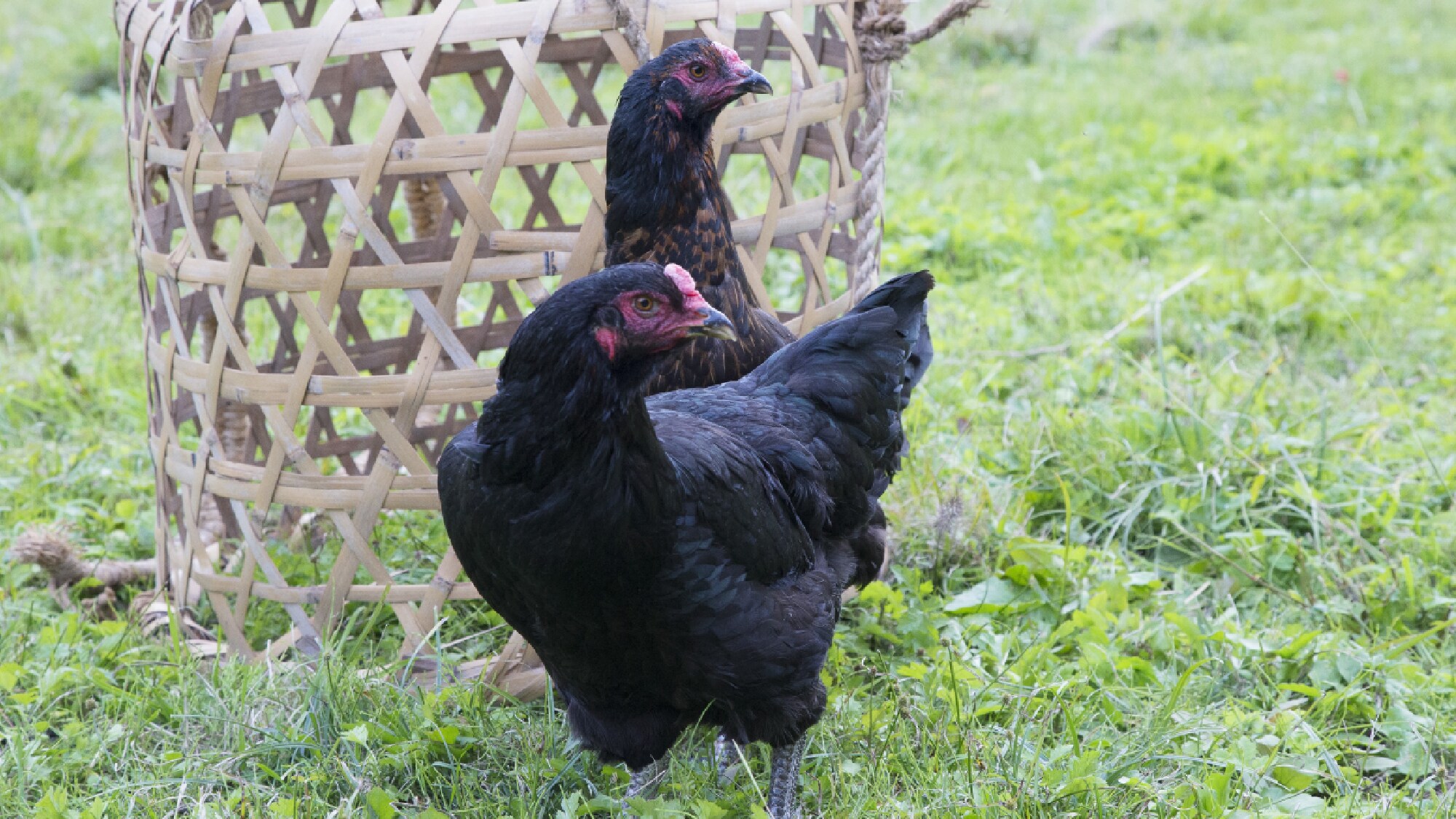 local chicken