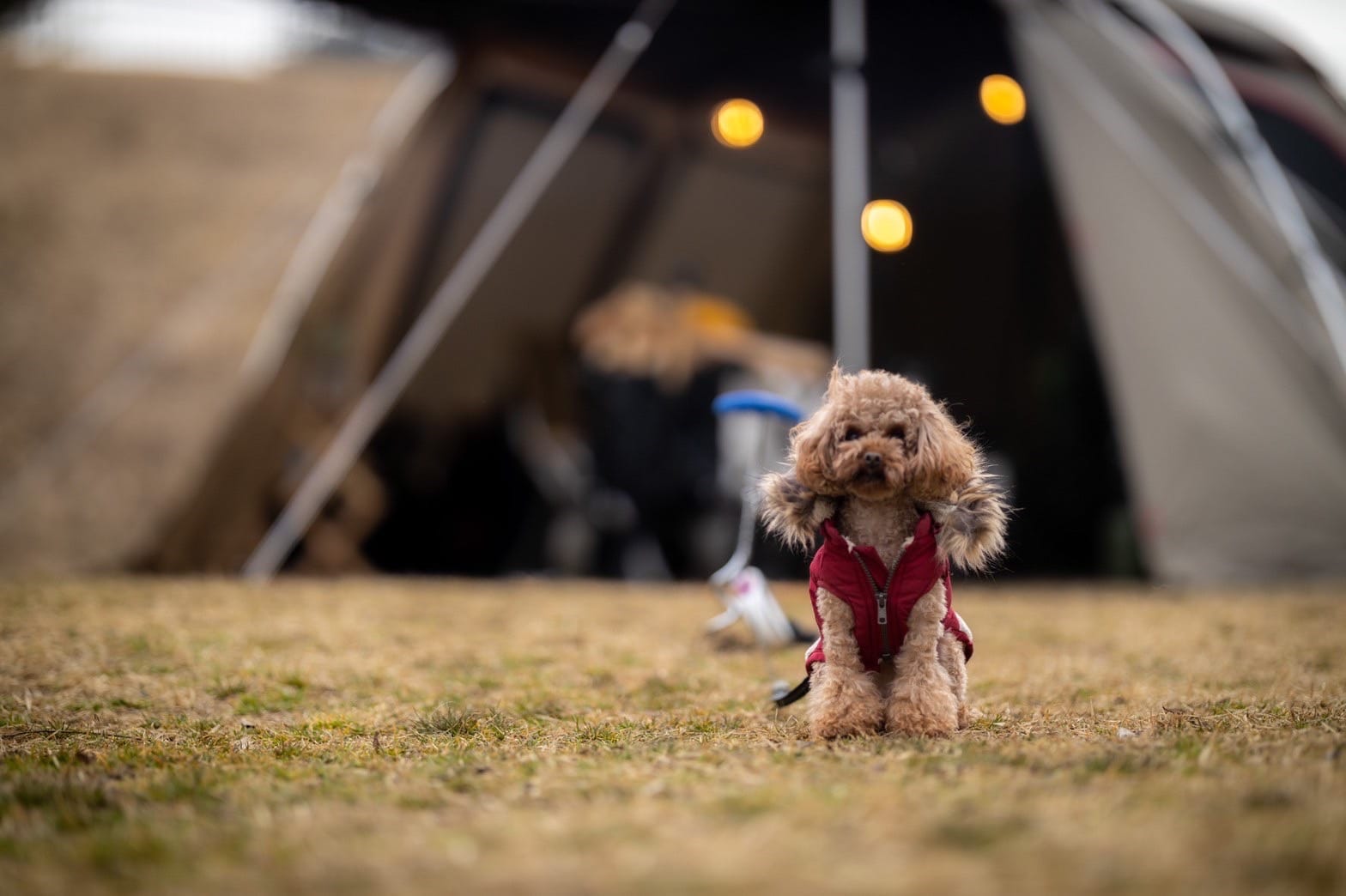 With a dog ♪