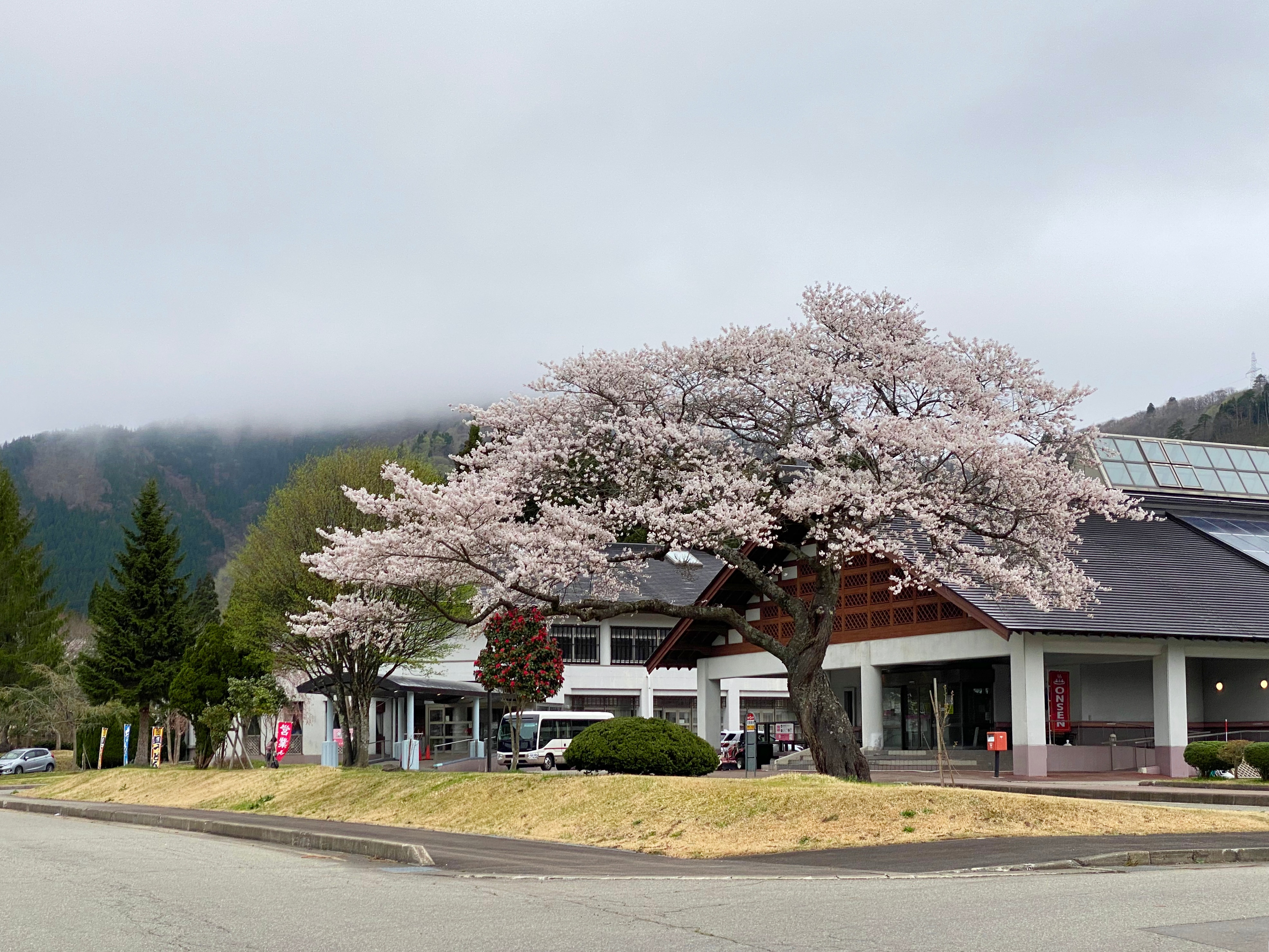 Penampilan 3 (Bunga Sakura)