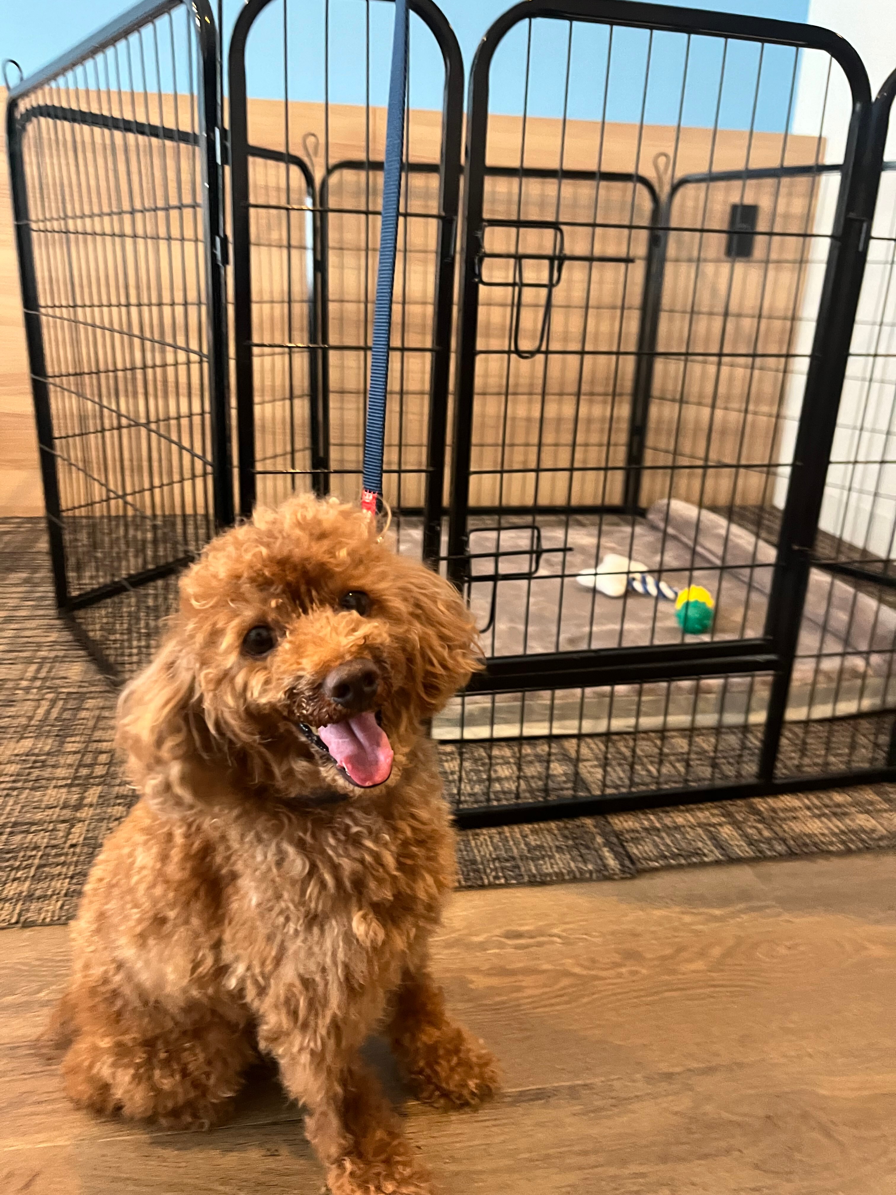 Dog Room