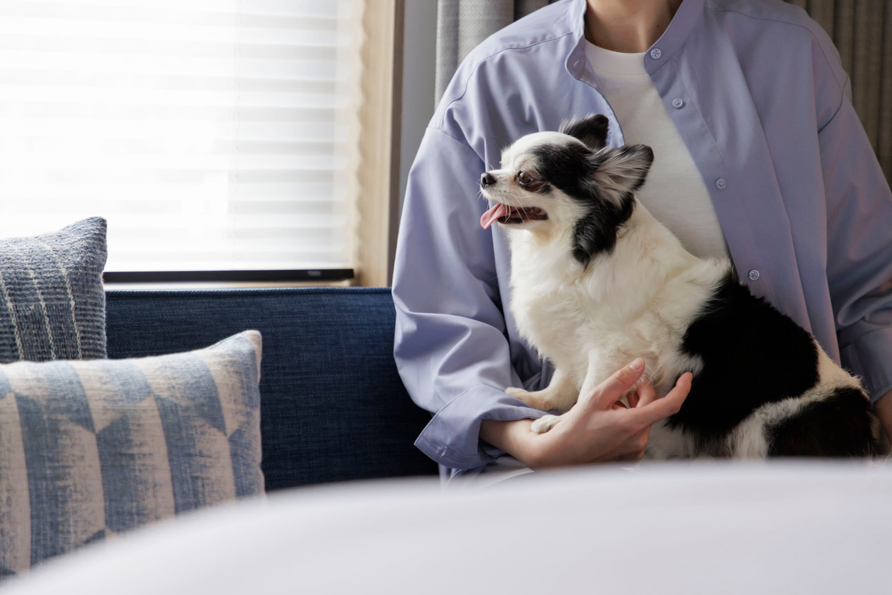 Dog Friendly Room 2