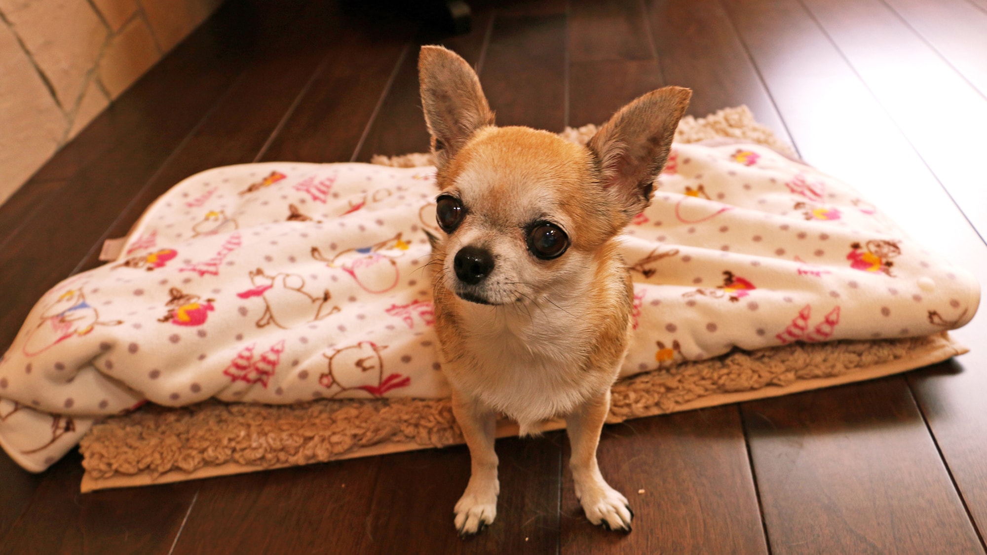 #Ada sejumlah kamar terbatas yang tersedia untuk tamu yang membawa anjing. Buat reservasi Anda lebih awal☆