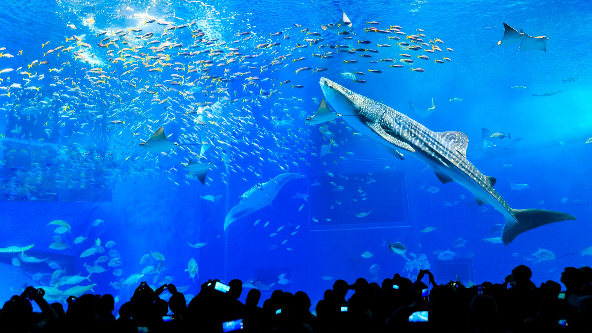 图片提供:冲绳纪念公园(海洋博公园):冲绳美丽海水族馆