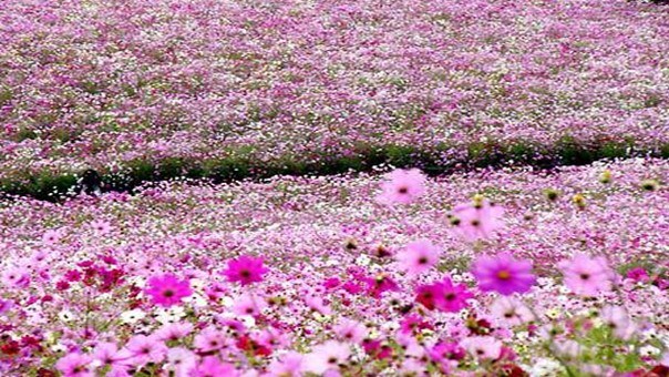Cosmos field