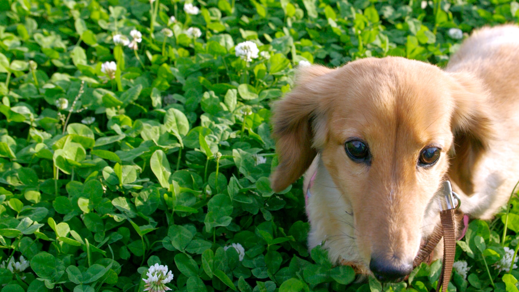 [Stay with your dog] ★ If you are traveling with pets, please be sure to apply from [Pet Plan] ★