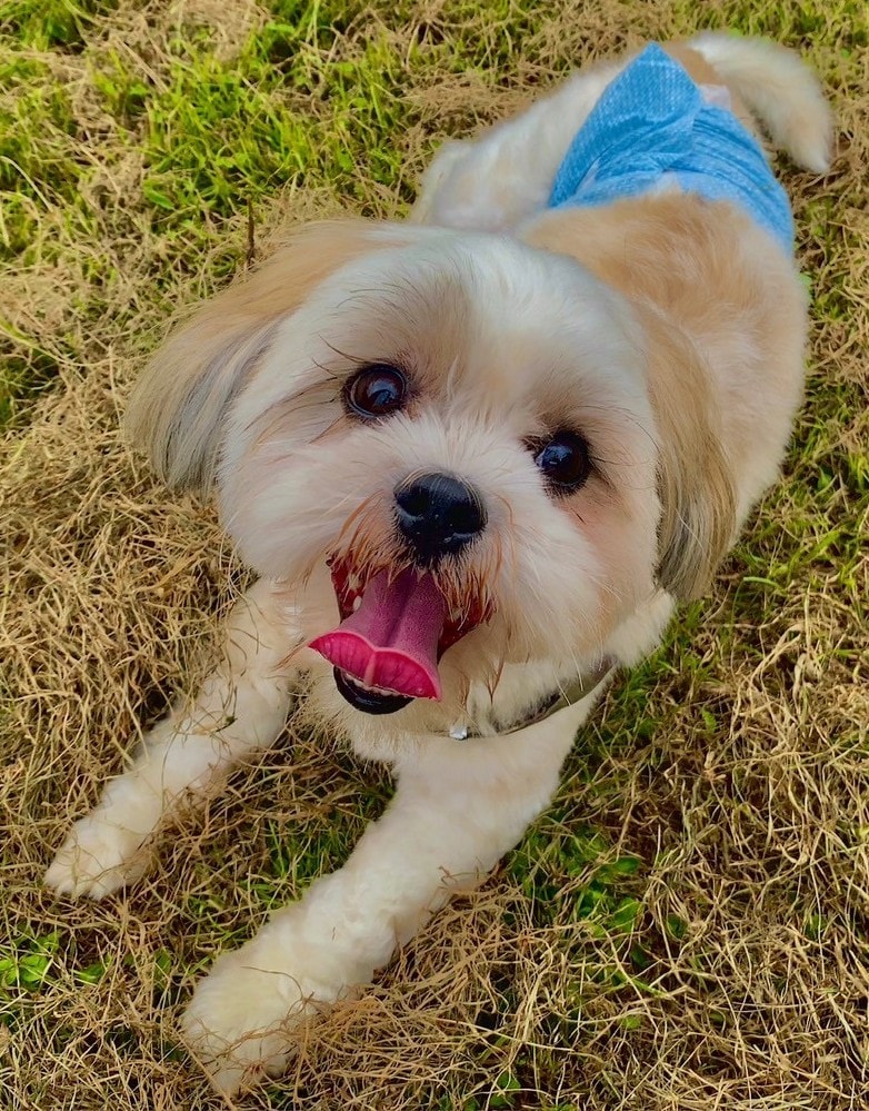Kai the mascot dog