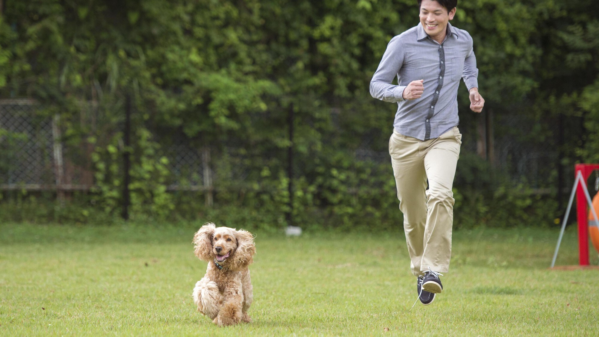 Dog run dog