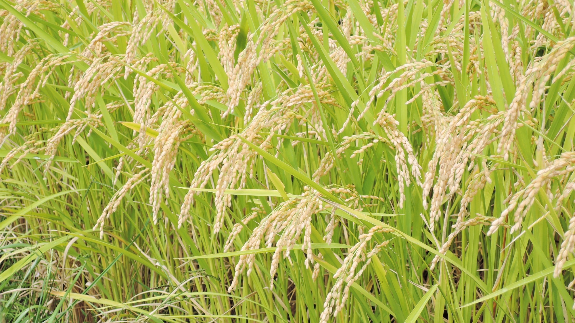 *[Home-grown rice] Rice grown with great care in the rich natural surroundings of Shizukuishi