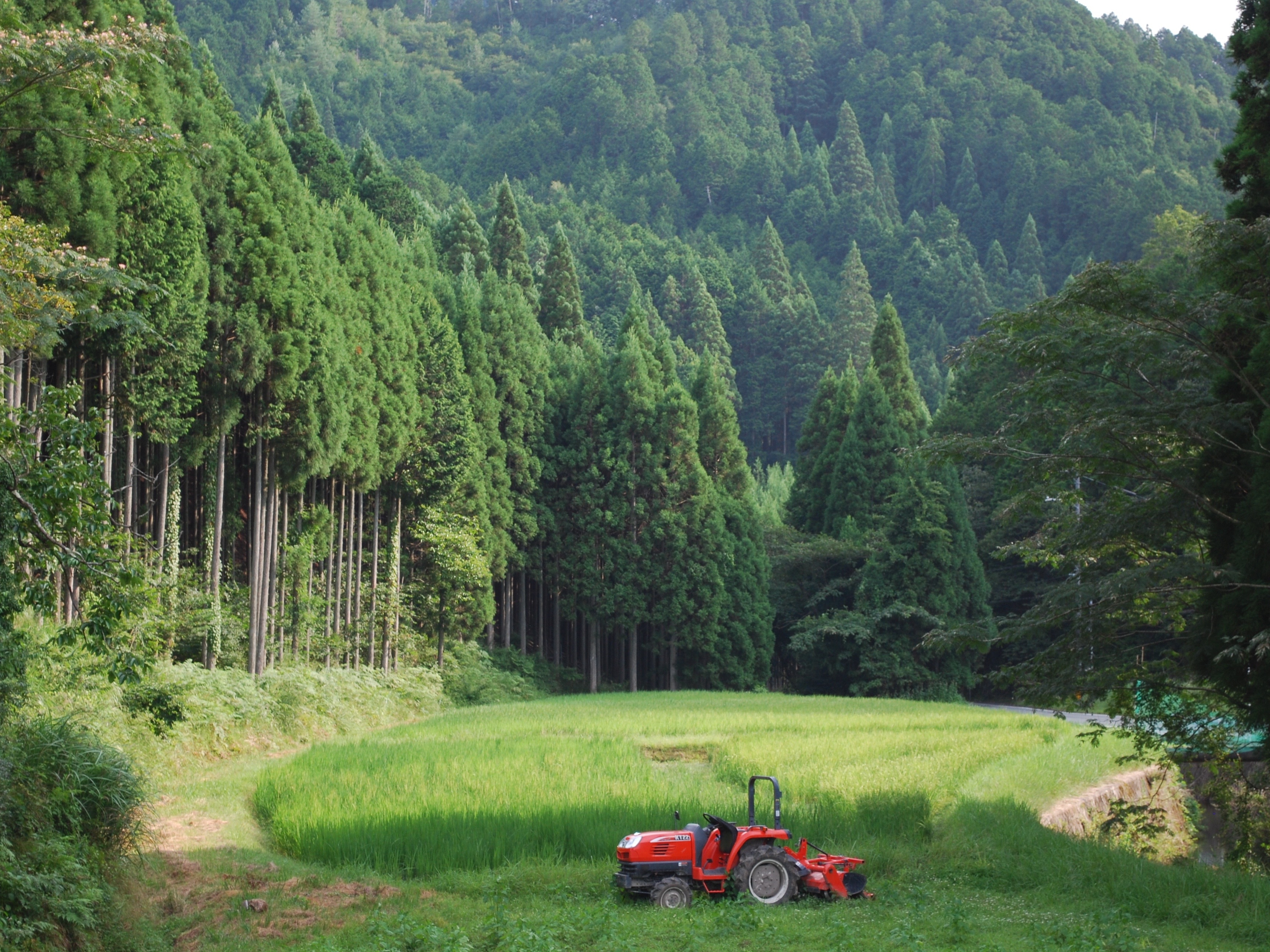 fields