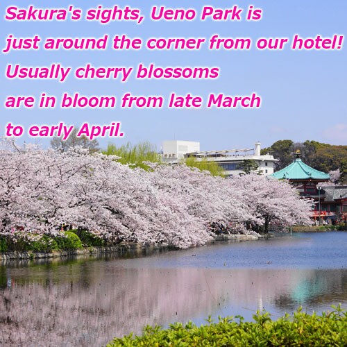 Ueno Park, a famous place for cherry blossoms, is right there! The best time to see is from the end of March to the beginning of April every year.