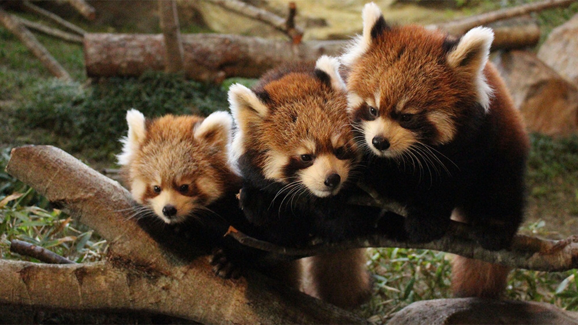▼ Paket Tiket Masuk Nasu Animal Kingdom