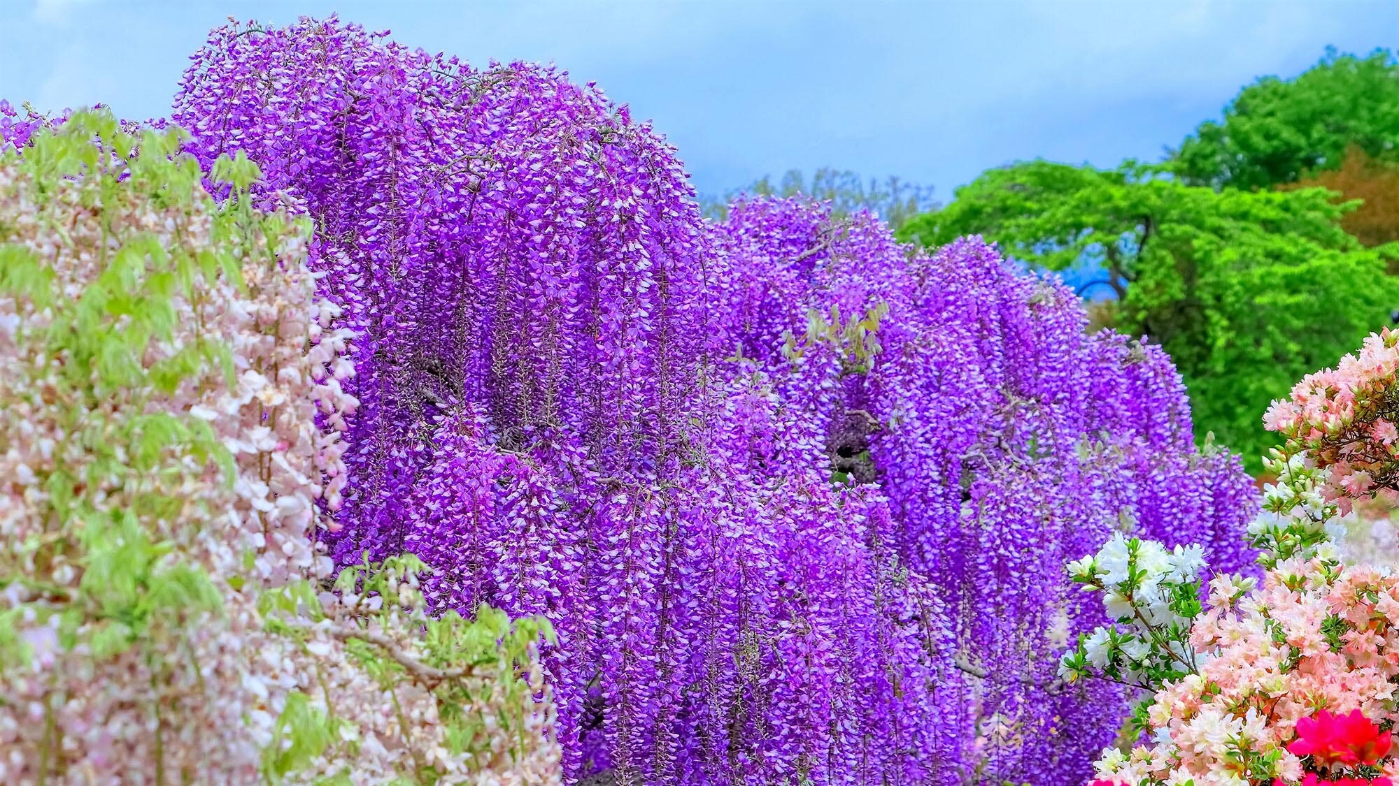 Ashikaga Flower Park / About 95 minutes by car from the inn