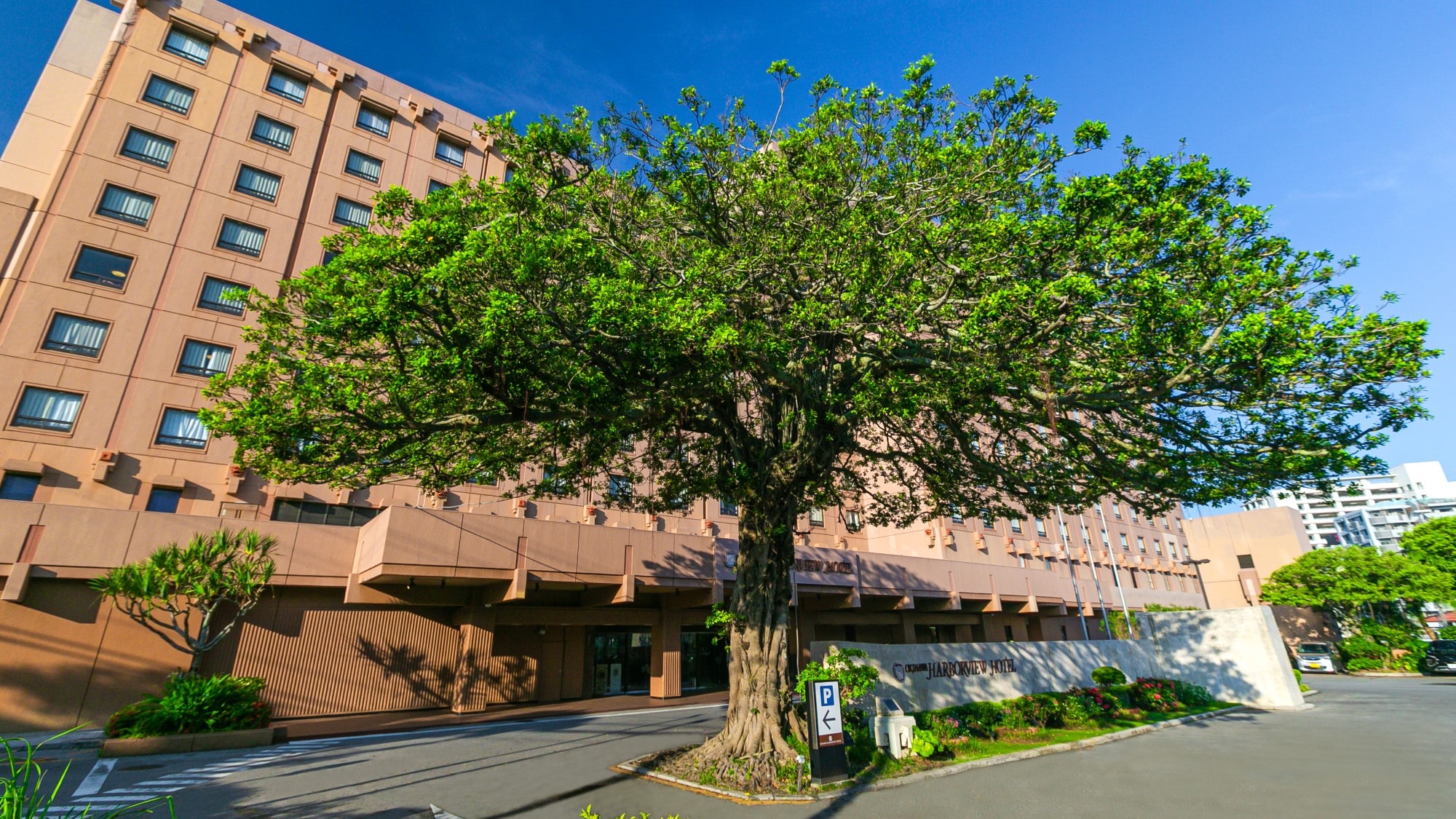 [Gajumaru tree]