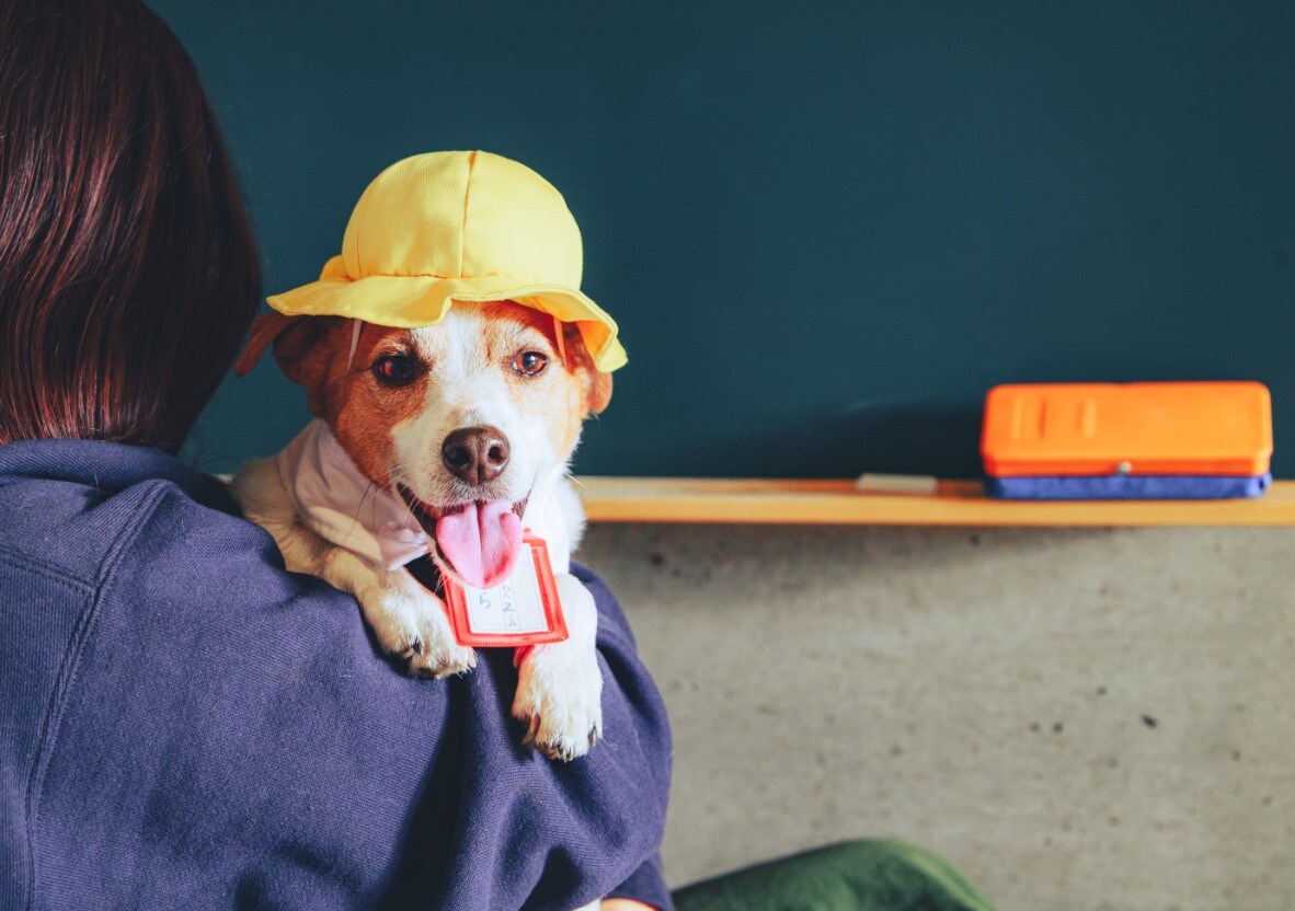 Woof Woof Elementary School Experience