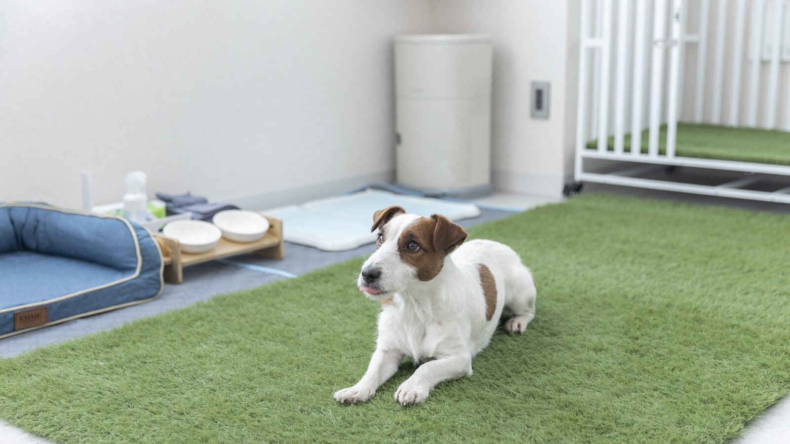 <Room 101/102 Dog Friendly Room>