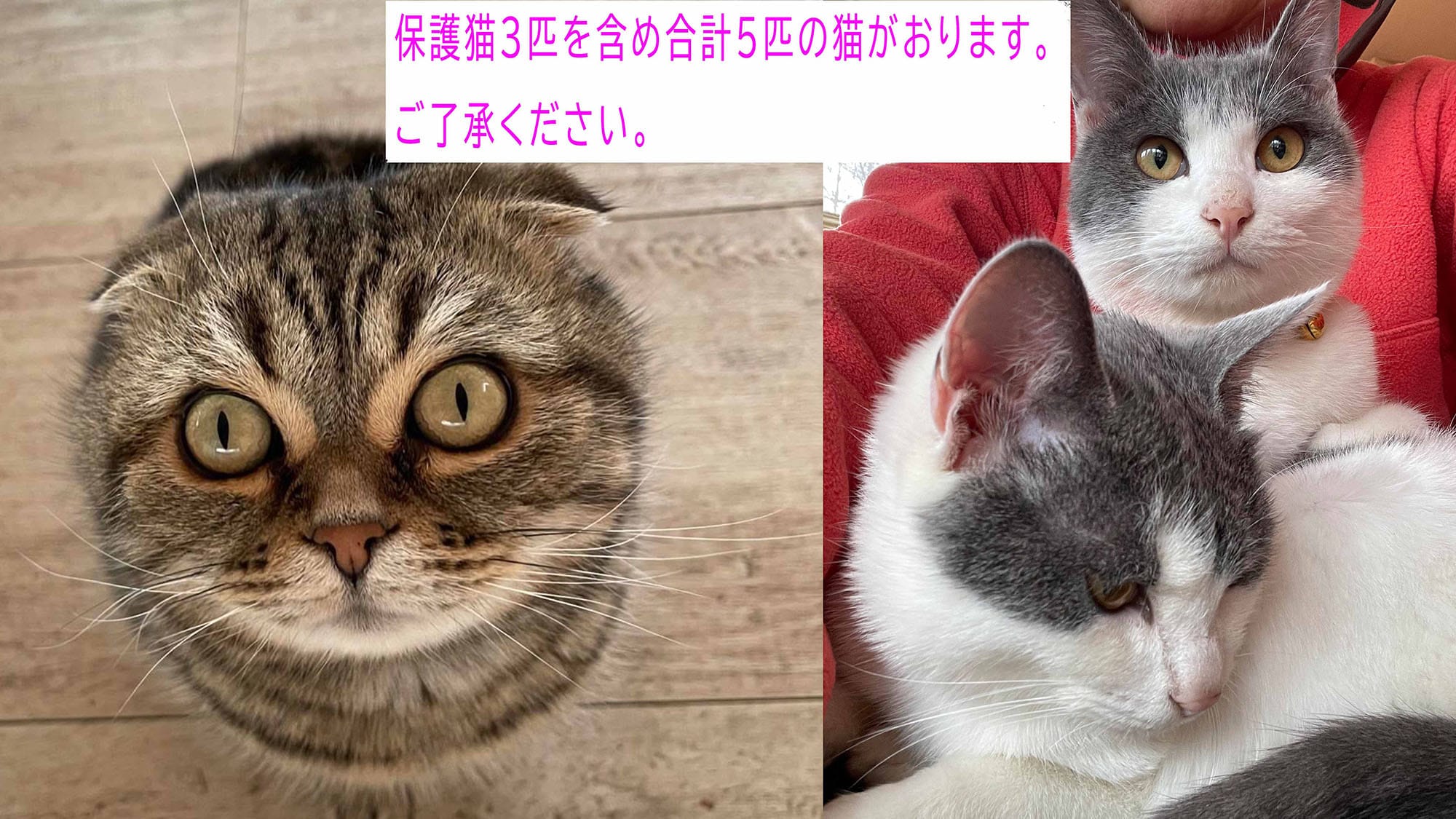 ・We have a total of 5 cats, including 3 rescued cats. Thank you for your understanding.