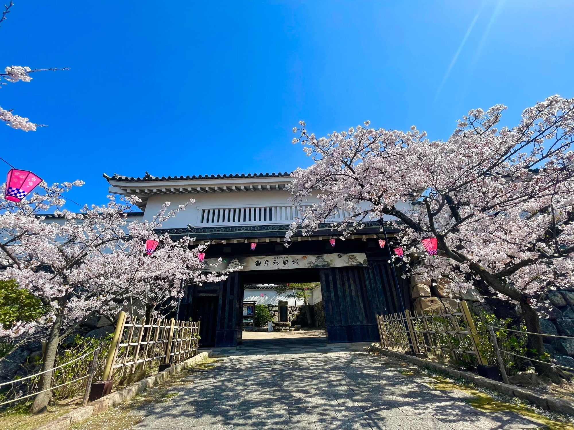 Kishiwada Castle Cherry Blossoms 2