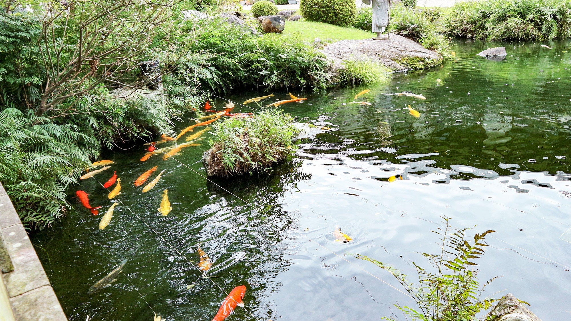 *[Taman] Anda dapat melihat ikan mas berenang dengan anggun di kolam.