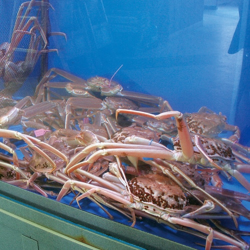 Lots of live crabs from the Sea of Japan during the crab season