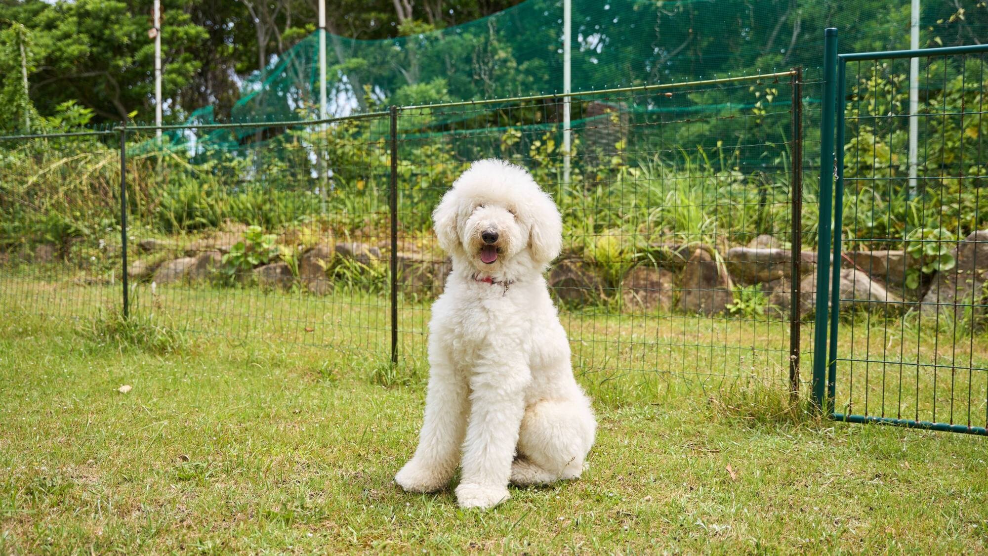 [允許攜帶寵物] 與您的愛犬一起在戶外放鬆身心