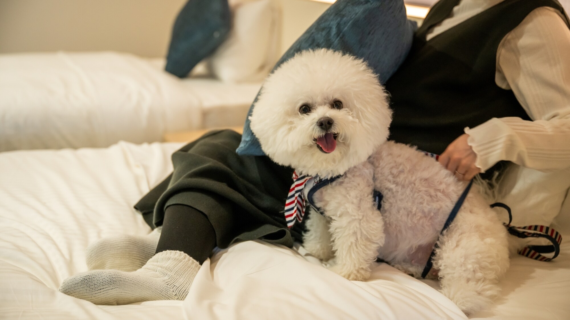It's okay if your dog climbs onto the bed. Come and relax together on the fluffy bed.