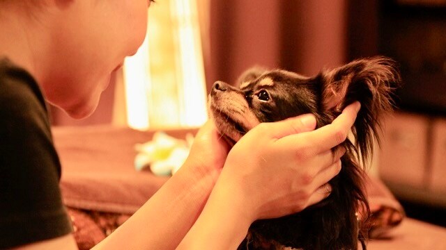 Dog beauty salon