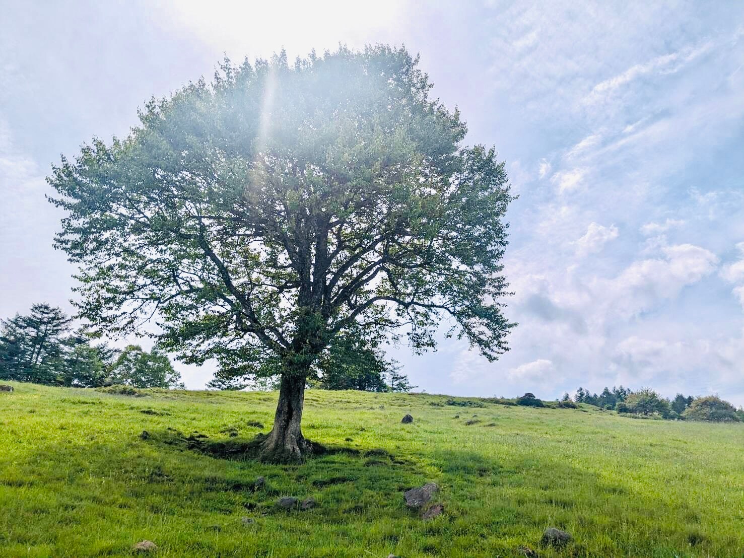Linden trees at the Yatsugatake Ranch Tenjoyama Branch