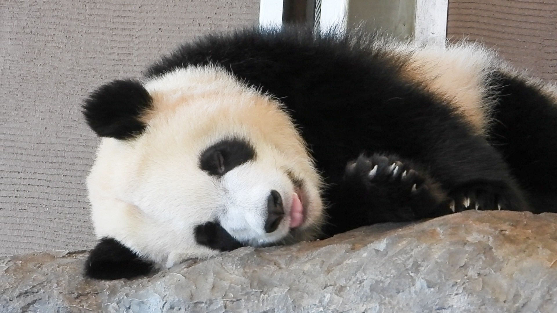 Baby panda taking a nap