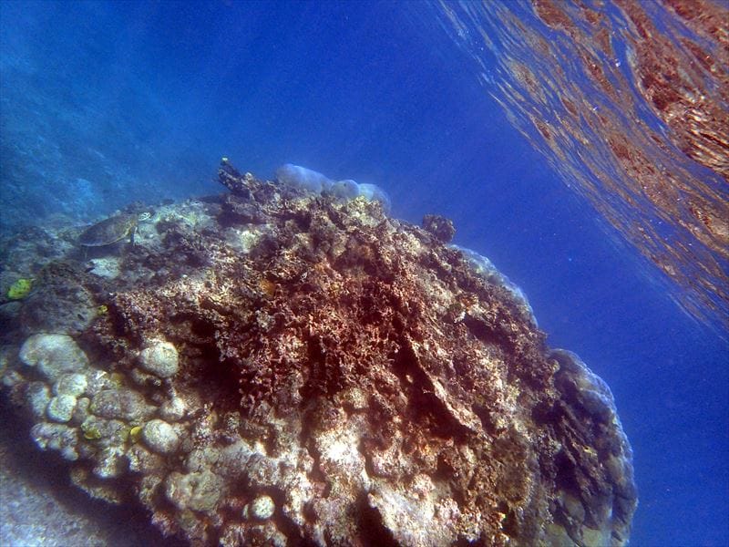 Coral and sea turtles