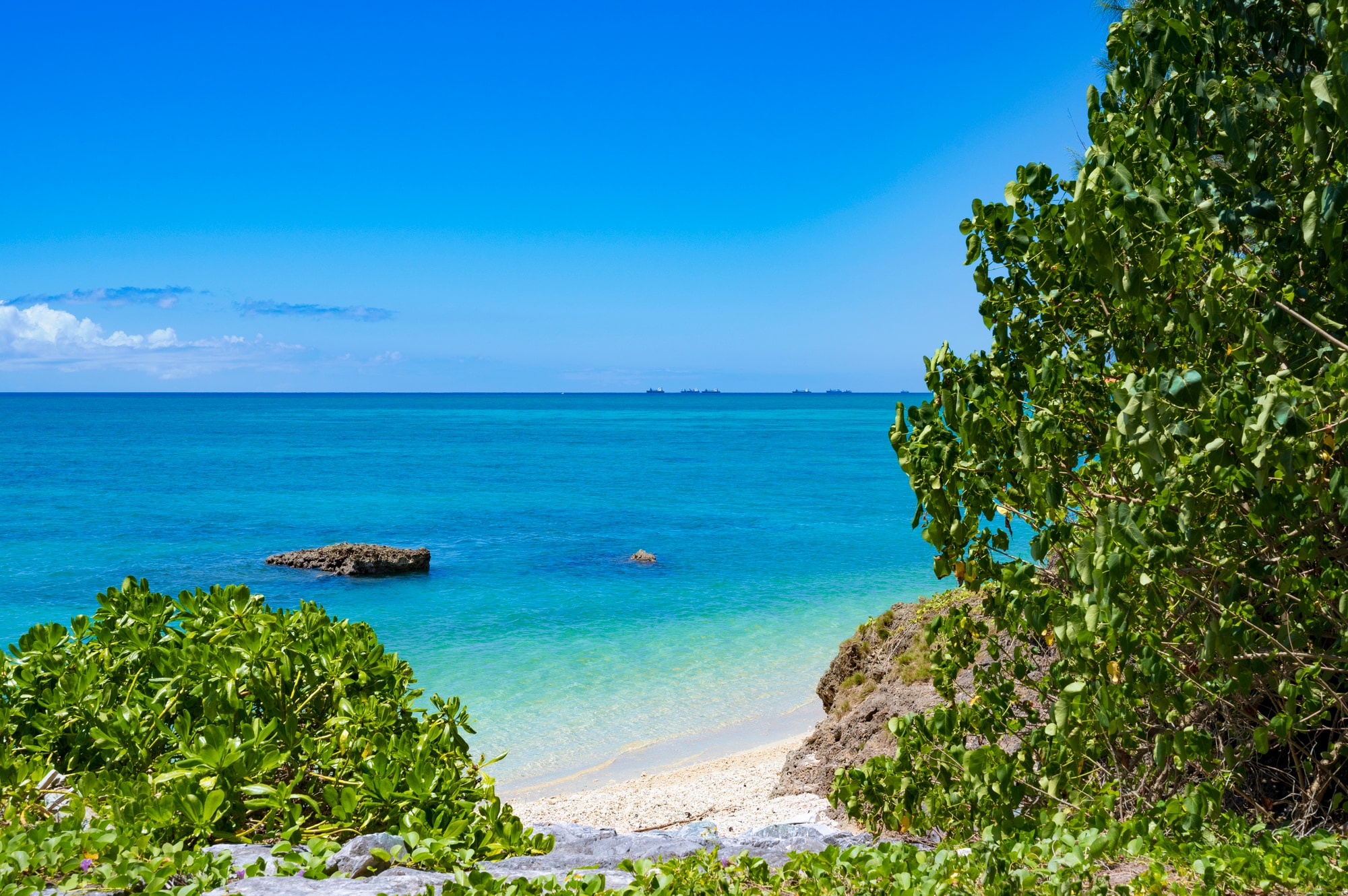 21st century forest beach
