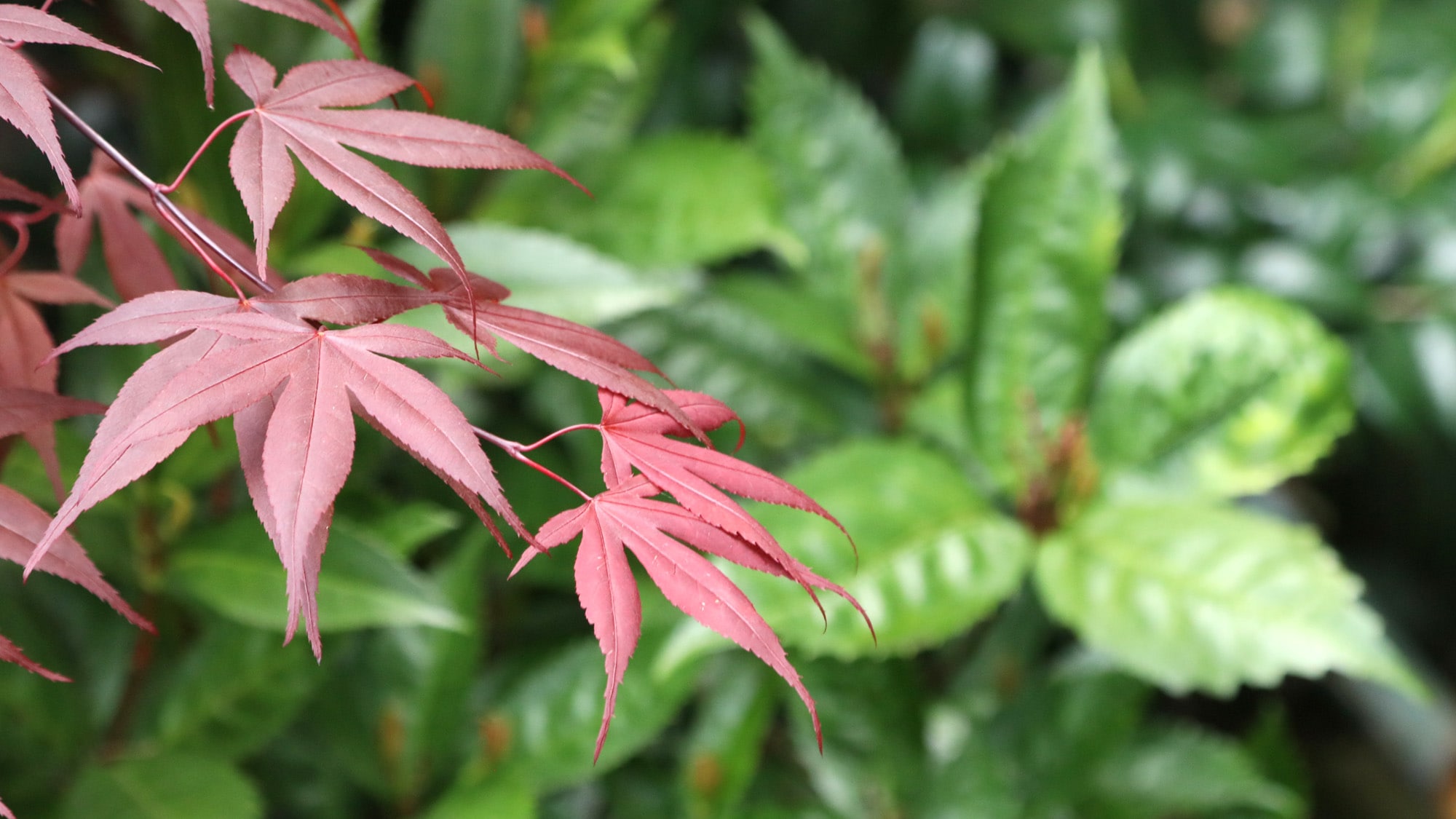사계절의 식물이 당신을 맞이합니다 ‼