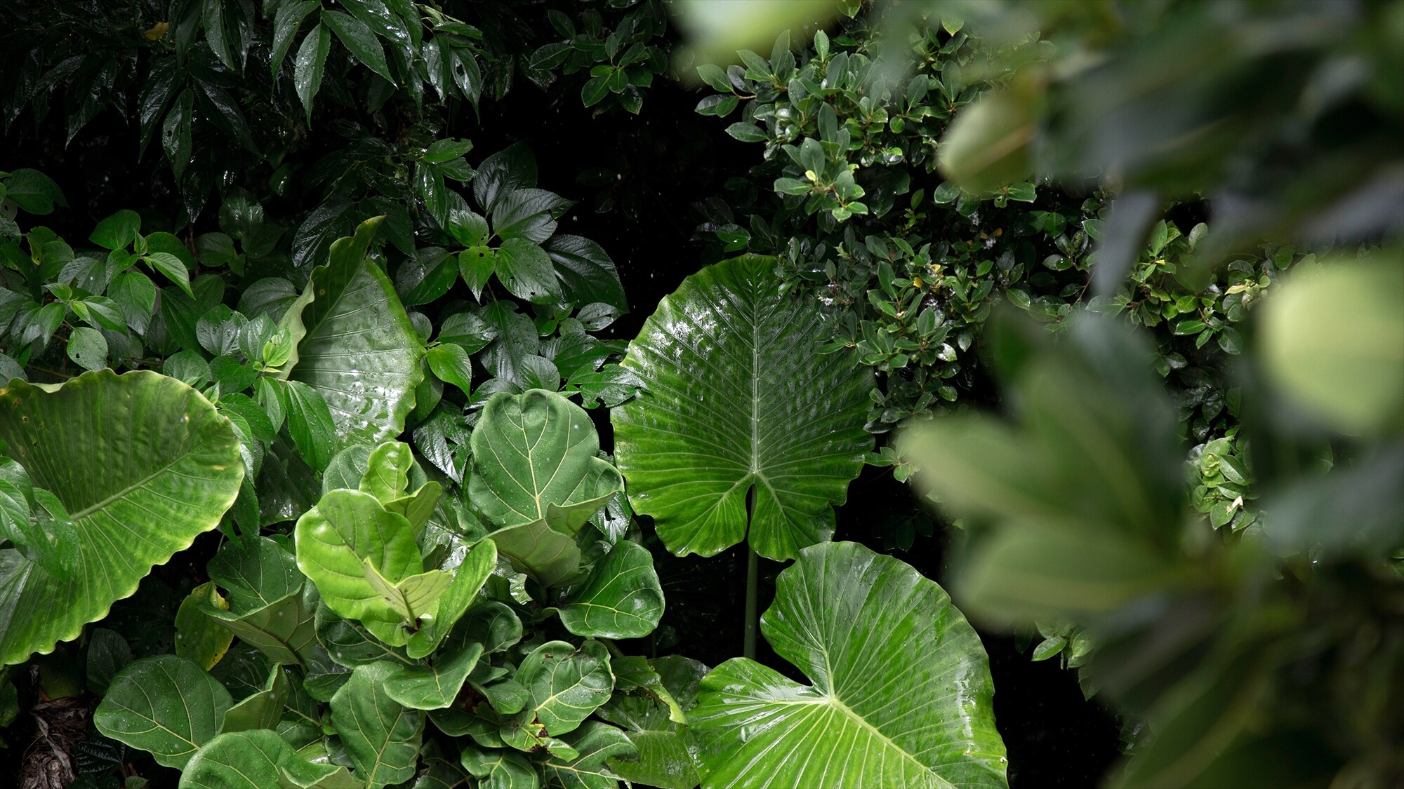 ｜Hutan JUSANDI｜